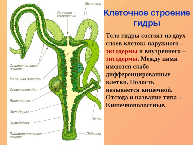 Ссылка на кракен в тор